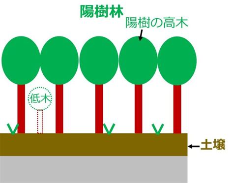 陰樹 種類|陰樹の特徴と陽樹の特徴 違いも解説 – 庭師の独り言